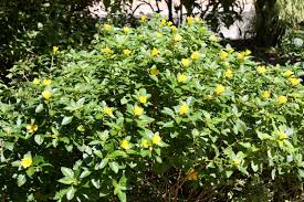 We did not find results for: Mountain Musings Deep In The Heart Of Texas Flowers Of Texas