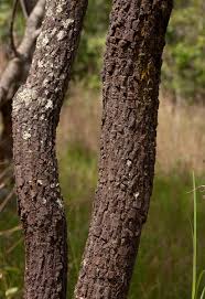 Image result for Ochna gambleoides