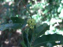 Image result for Maytenus chasei