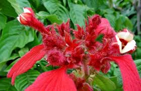 Image result for Mussaenda elegans