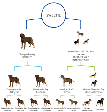 How accurate is dog dna testing? What We Can And Can T Learn From Our Pets Dna Science News For Students