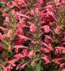 Image result for Cyanotis caespitosa