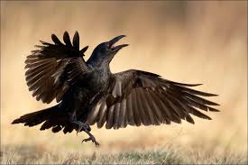 Australian Black Bird With White Wing Tips Ptaki Marcin Perkowski With Images Crow Art Black Bird Raven Art