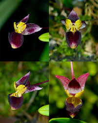 Image result for Bulbophyllum comatum