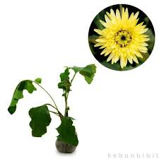 Tanaman hias bunga merupakan tanaman hias yang banyak digandrungi oleh penggemar tanaman bunga. Terjual Kebunbibit Tanaman Hias Bunga Gerbera Yellow Spider 030 Kaskus