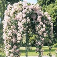 Creating a cascading umbrella effect which masses with colour. Rose Trees Flower Garden Garden Front Of House