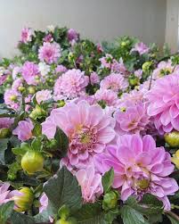 Maybe you would like to learn more about one of these? Our Flowers Russells Mills Flower Co