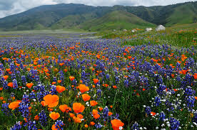 When is the best time to prune a rose where it doesn't go dormant? Admiring And Photographing California Wildflowers And Scenery