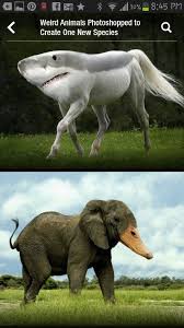 Fake Animals Animal Mashups Fake Animals Photoshopped Animals