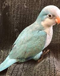 Blue Birds You Can Have As Pets Pallid Blue Quaker Parrot Pet Birds Quaker