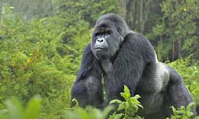 Resultado de imagem para foto de gorila