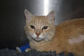 Pneumothorax is an abnormal medical condition characterized by the accumulation of air in the pneumothorax can also lead to a gradual or progressive oxygen shortage and low blood pressure. Nr 88 August 2015 Spontaner Pneumothorax Bei Einer Katze Kleintierpraxis Lyssbach