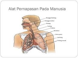 Maybe you would like to learn more about one of these? Sistem Pernapasan Manusia Dan Hewan Ppt Download