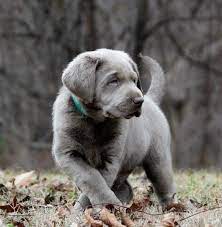 Silver Labrador Retrievers For Sale Silver Lab Puppies Charcoal Labs Silver Lab Puppies Silver Labs N Stuff Silver Lab Puppies Lab Puppies Labrador Retriever