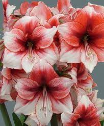 Amaryllis Temptation Lily Flower Seeds Amaryllis Flowers Bulb Flowers