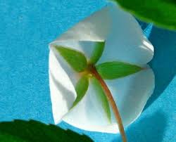 Image result for Sauvagesia