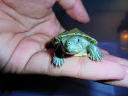 Anda tentu sudah mengetahui kalau daun sirih mengandung zat antiseptik. Cara Merawat Bayi Kura Kura 3 Cm Dikayanuar