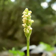 Acquista ora, la consegna a domicilio è i fiori bianchi rappresentano infatti, nella maggior parte dei casi, la purezza mentre i fiori arancio rappresentano la gioia e l'allegria per questi. Piante Con Fiori Bianchi