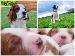 Image result for irský červenobílý setr