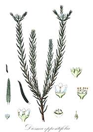 Image result for Toddalia crenulata