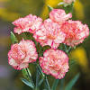 Send mothers day flowers to singapore. Https Encrypted Tbn0 Gstatic Com Images Q Tbn And9gcrdxmb9swexkt2wxdpqpmkdktt1trnk4mhhpzhekk1ofo5h Itp Usqp Cau
