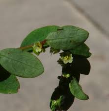 Image result for Phyllanthus confusus