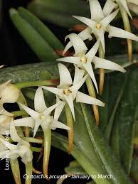Image result for Cyrtorchis arcuata