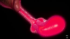 Cervix Creampie (3D - no sound)