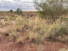 Image result for Aristida meridionalis