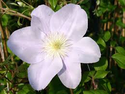 Clematis 'souvenir du capitaine thuilleaux' not available: Silver Moon Clematis Clematis Silver Moon Silver