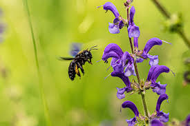 Are bumble bees and honey bees the same? How To Get Rid Of Wood Bees Mybeeline