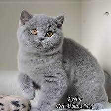 Because their coats are short, they don't require daily grooming like longhaired cat breeds. A Blue British Shorthair Is My Dream Cat Cats British Shorthair Pretty Cats