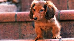 Red Long Haired Dachshund Puppy Dachshund Puppies Dachshund Puppy Miniature Long Haired Dachshund