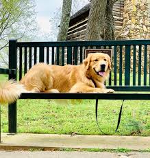 Dog On Park Bench With Custom Plaque In 2020 Commercial Outdoor Benches Garden Bench Outdoor Bench
