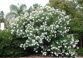 Nerium Oleander Sister Agnes Mediterranean Garden Oleander Landscape