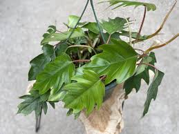 Taxonomy is just a fancy word to describe the naming convention of plants by botanists. Philodendron Tahiti 8 Sunnyside Gardens