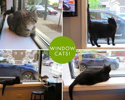 I've reviewed many cat cafes over the years from the perspective as a cat expert and i visited and studied every cat cafe website, checking links and updated details to compile a comprehensive directory of all open cat chicago, illinois treetops kitty cafe nonprofit. Lola On The Road The Catcade Chicago Il Lola The Rescued Cat