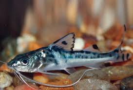 Catfish (countable and uncountable, plural catfish or catfishes). Catfish Care Sheet Petco