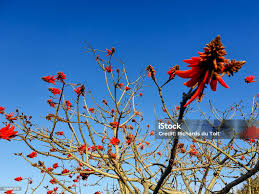 Image result for Erythrina lysistemon