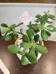 Succulent plants are easy to take care of and look beautiful in different settings. Trivia The Jade Plant Is A Green Ish Art Leaf Facebook