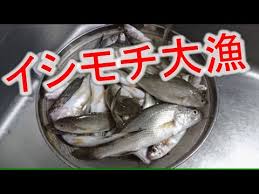 爆釣 千葉県でイシモチ釣り Gopro練習動画 Youtube