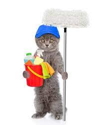 Insanely Cheap And Safe Cleaner You Can Make Yourself Two Crazy Cat Ladies In 2021 Safe Cleaners Crazy Cats Pet Safe