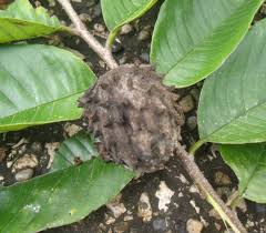 Image result for Uvariodendron