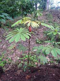 Image result for Musanga leo-errerae