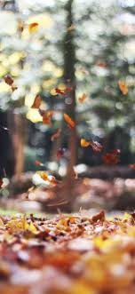 We did not find results for: Fall Scenes And Thanksgiving Iphone Wallpapers