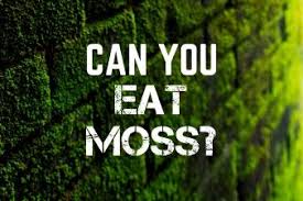 The particles can get stuck to the insides of your lungs for some time. Can You Eat Moss Is Moss A Suitable Food Source Apocalypse Ninja