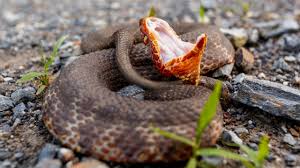 One has a round head and the other has a diamond shaped head. Cottonmouth Snakes Facts About Water Moccasins Live Science