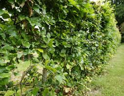 Einmal im jahr hecke schneiden ist ausreichend für den heckenschnitt mit der elektrischen heckenschere ist der herbst die beste zeit wer zweimal seinen buchs schneiden möchte, wählt dafür am besten die monate februar und september ein radikaler verjüngungsschnitt sollte nur alle zwei bis drei jahre durchgeführt werden Wann Darf Man Hecke Schneiden Und Welche Ausnahmen Gibt Es