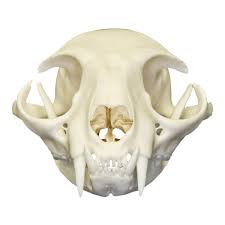 There are an estimated 100 million cats in the western world. Real Domestic Cat Skull For Sale Skulls Unlimited International Inc