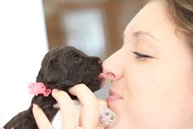 Why an Australian Labradoodle